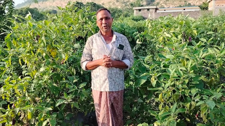 ग्राफ्टेड बैंगन से बदली खेती की तस्वीर - खरसिया के किसान मुरलीधर साहू ने